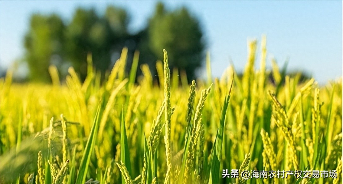 車輛抵押融資(土地違規(guī)抵押融資整改)? (http://www.xifuyun.com/) 知識(shí)問答 第1張