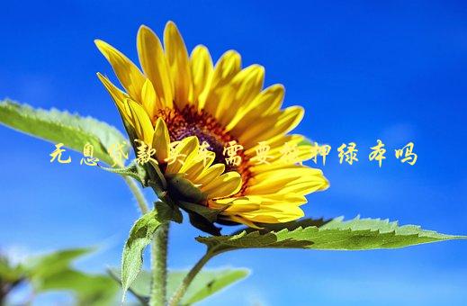 沒綠本車可以抵押嗎(抵押車沒綠本可以報廢處理嗎)? (http://www.xifuyun.com/) 知識問答 第1張